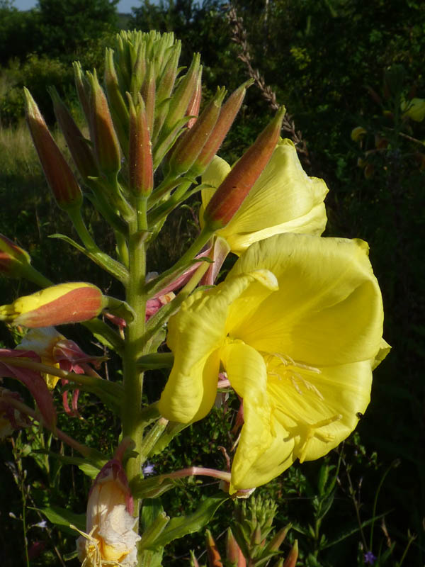 Oenothera glazioviana